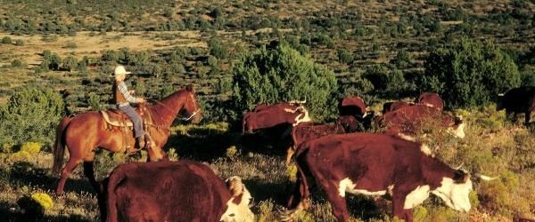 A day in the west owner John Bradshaw riding a horse as a child